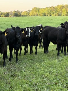 McMullan Cattle Company 