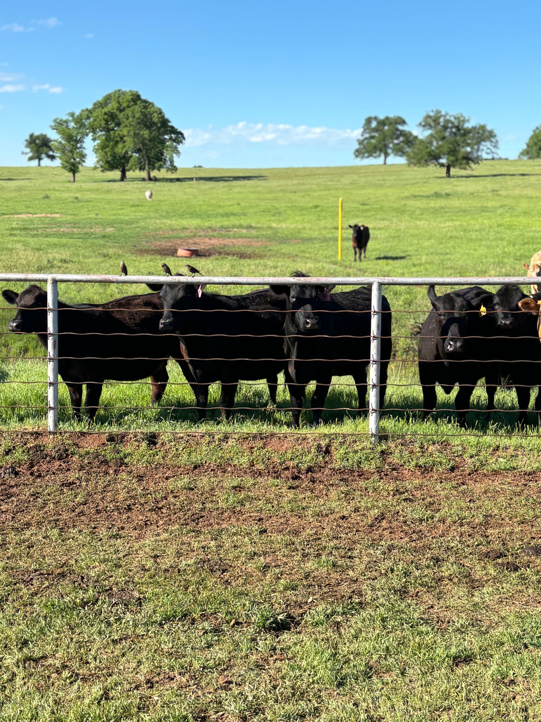 Bred Heifers Angus | Chitwood Cattle Company