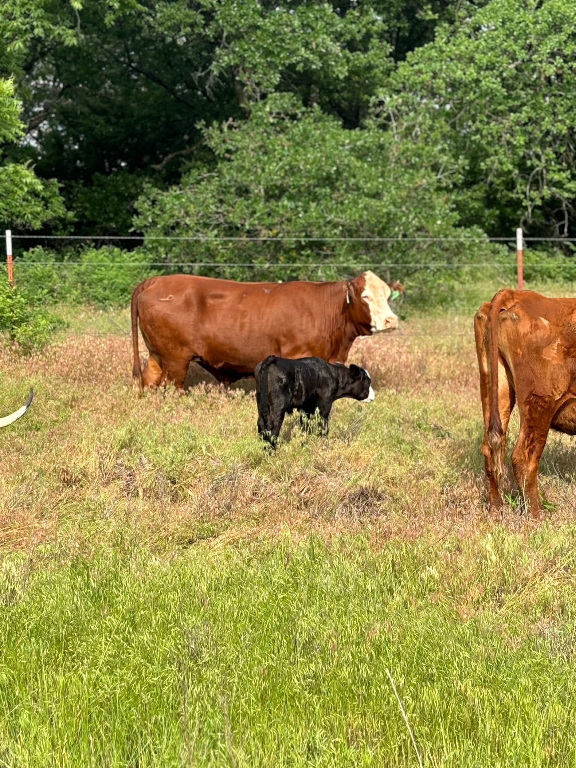 Cows Composite | RB Cattle Company