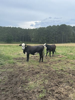 McMullan Cattle Company 