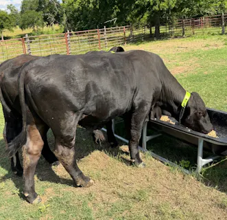 Top Cattle Sales