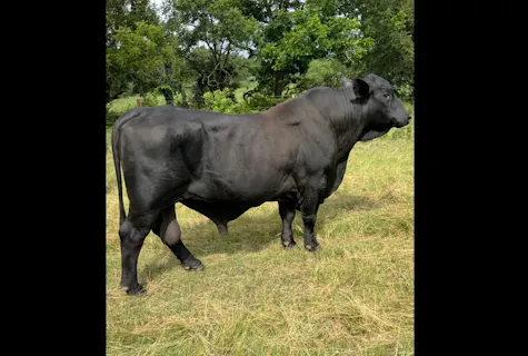 Top Cattle Sales