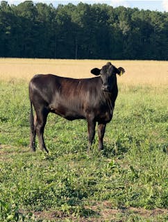 McMullan Cattle Company