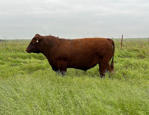 Crumley Cattle Company