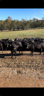 Across Jordan Cattle Co