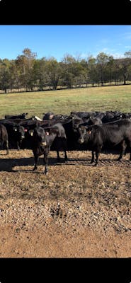 Across Jordan Cattle Co