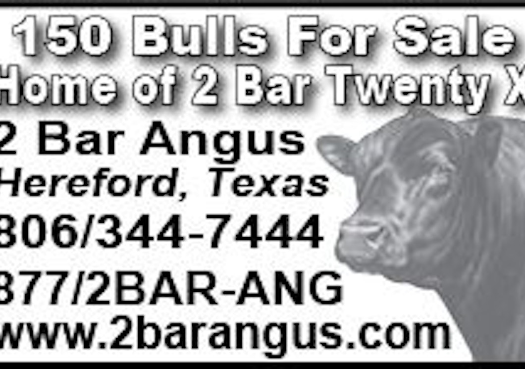 150 BULLS FOR SALE