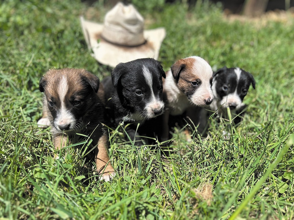 MCNAB PUPPIES BORDER COLLIE
