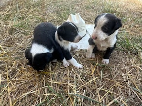 MCNAB BORDER COLLIE PUPPIES