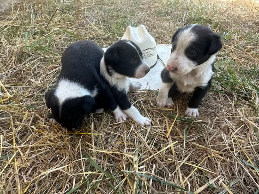 MCNAB BORDER COLLIE PUPPIES