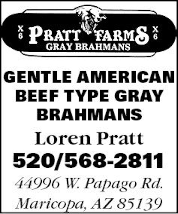 GENTLE AMERICAN BEEF TYPE GRAY BRAHMANS