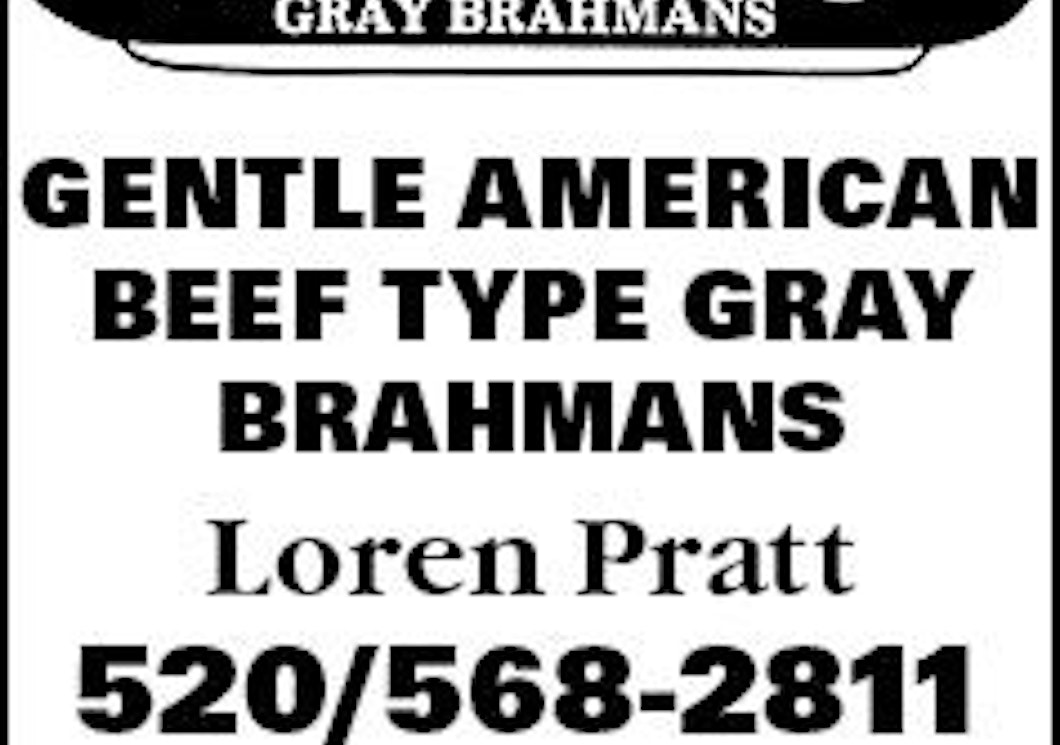 GENTLE AMERICAN BEEF TYPE GRAY BRAHMANS