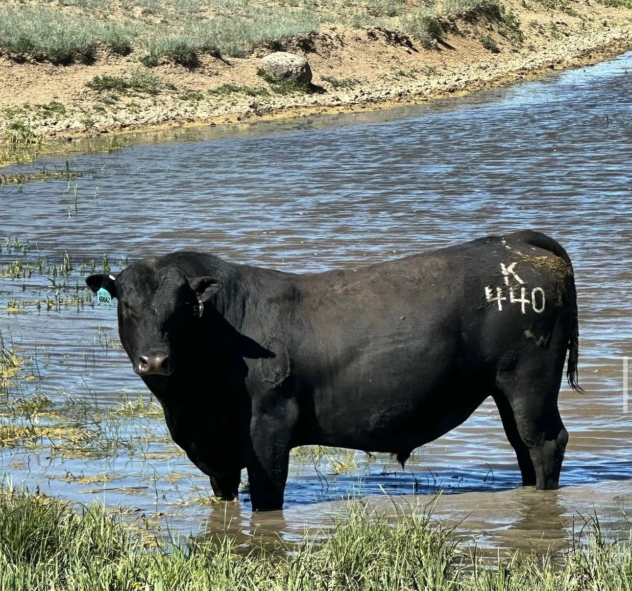 Registered Black Angus Bulls – PAP Tested at 8,000 Ft - Colorado