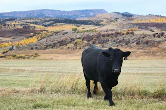 Registered Black Angus Bulls – PAP Tested at 8,000 Ft - Colorado
