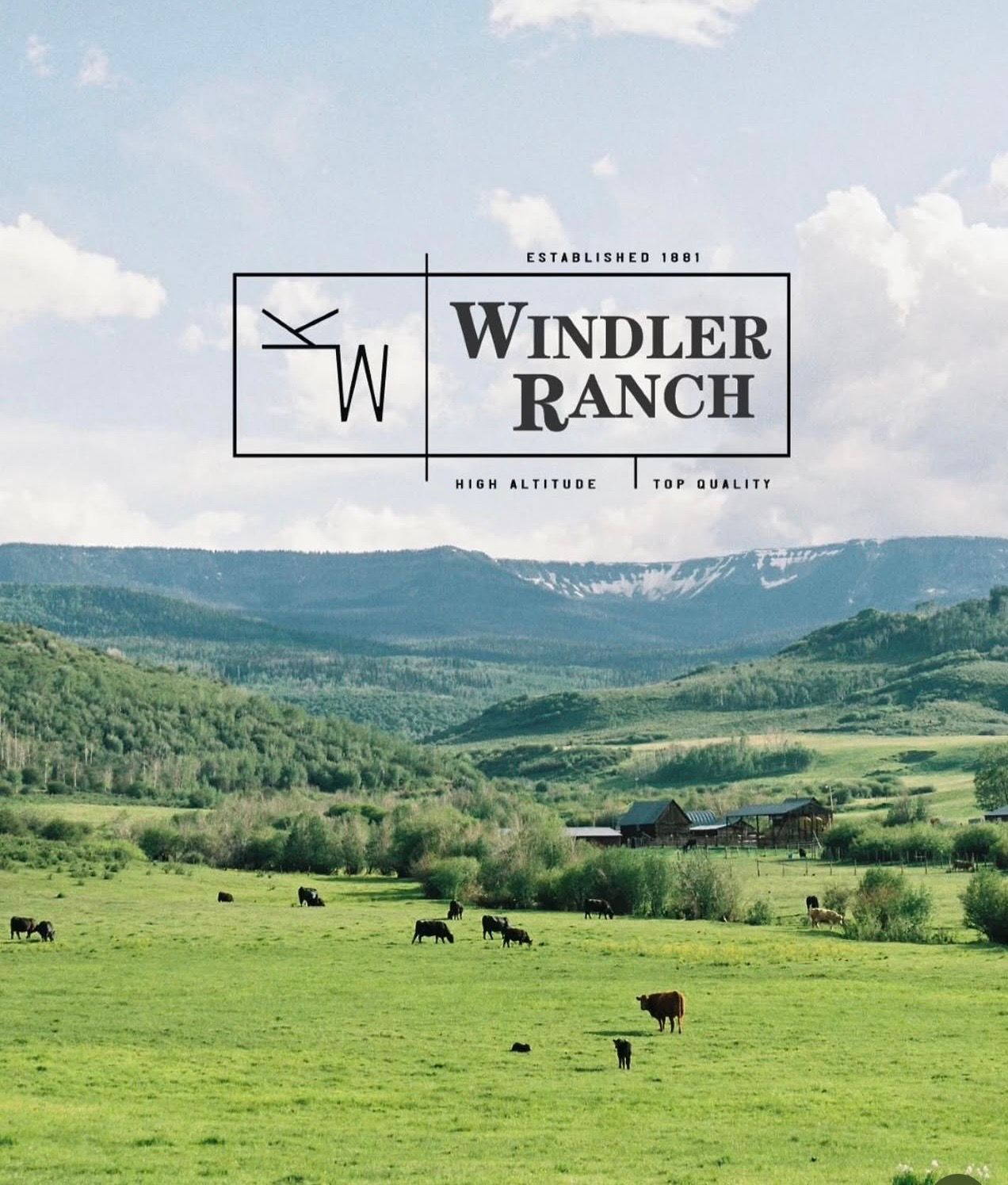 Registered Black Angus Bulls – PAP Tested at 8,000 Ft - Colorado