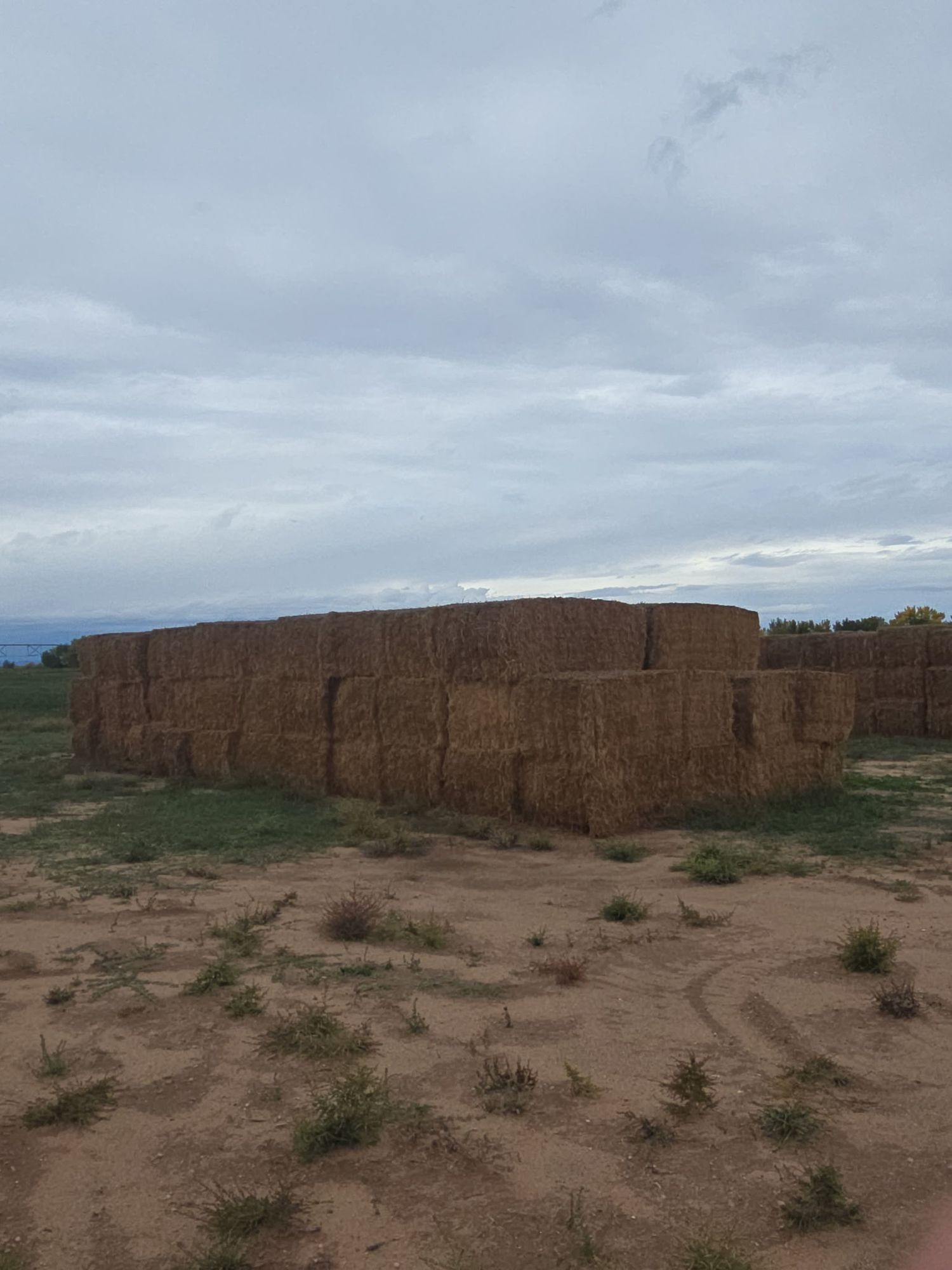 Alfalfa Hay Supreme and Feeder