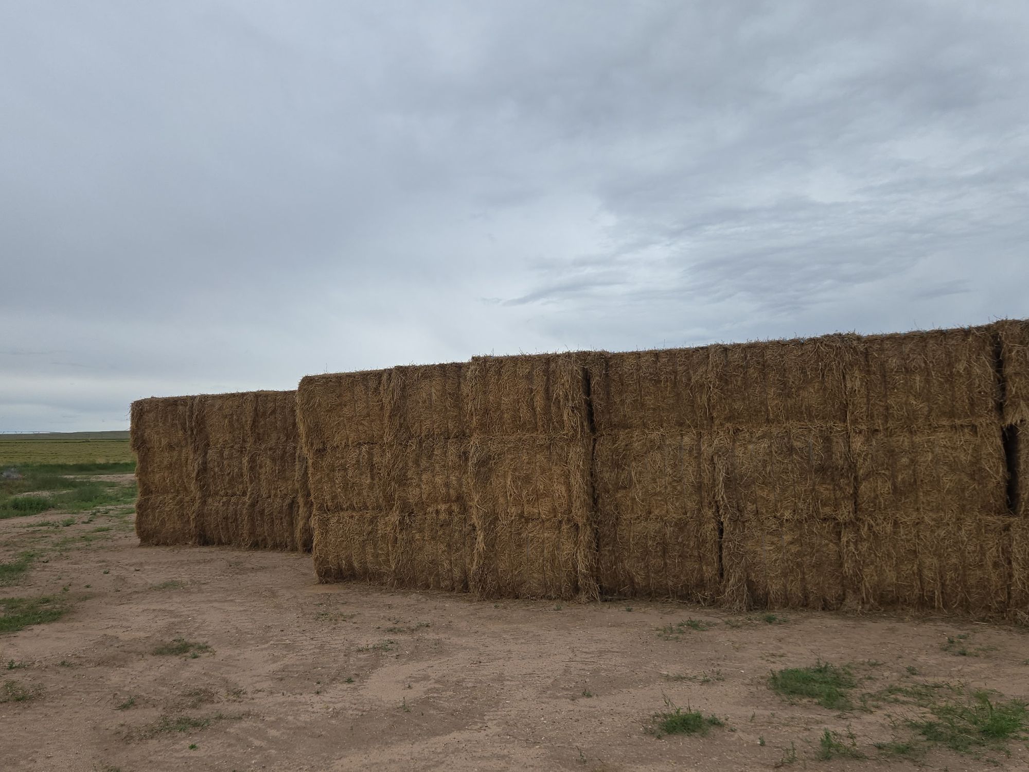 Alfalfa Hay Supreme and Feeder