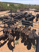 NEW MEXICO RANCH PROPERTY 209 Acres